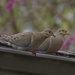 mourning doves by rminer