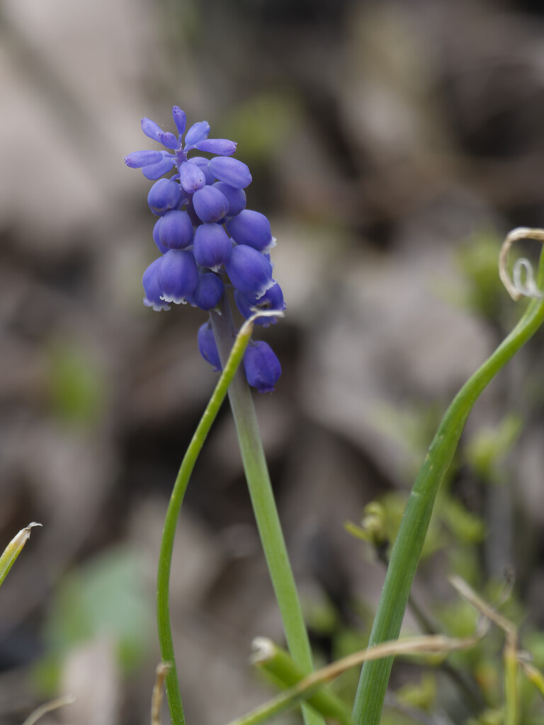 common grape hyacinth by rminer