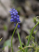 17th Apr 2024 - common grape hyacinth