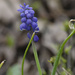 common grape hyacinth