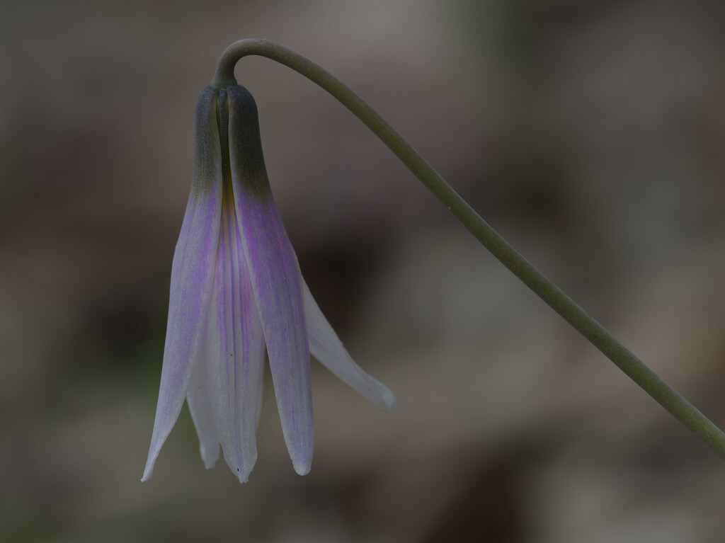 trout lily closeup by rminer