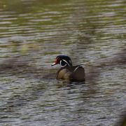 17th Apr 2024 - wood duck