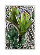 14th Apr 2024 - lily plant 