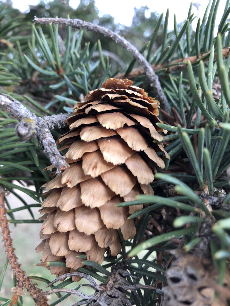 Pinecone by kbird61