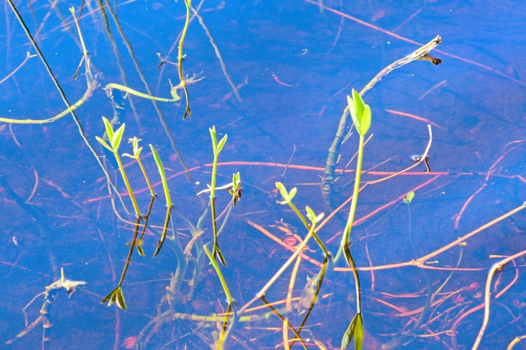Pond weeds by horter