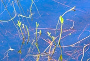 15th Apr 2024 - Pond weeds
