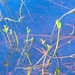 Pond weeds by horter
