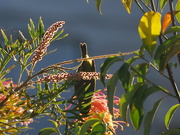 18th Apr 2024 - Greville flower and a wax eye bird