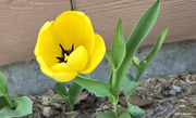 17th Apr 2024 - Yellow Tulip