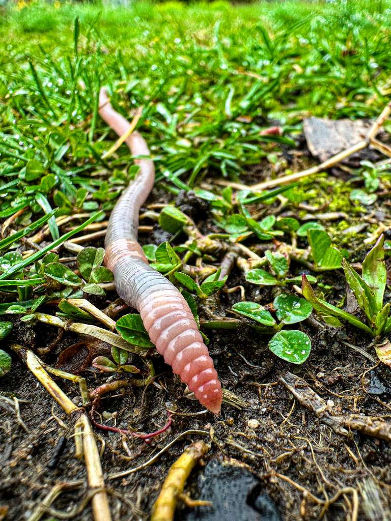 Earthworm Close-Up by jnewbio