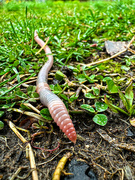 17th Apr 2024 - Earthworm Close-Up