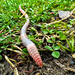 Earthworm Close-Up by jnewbio