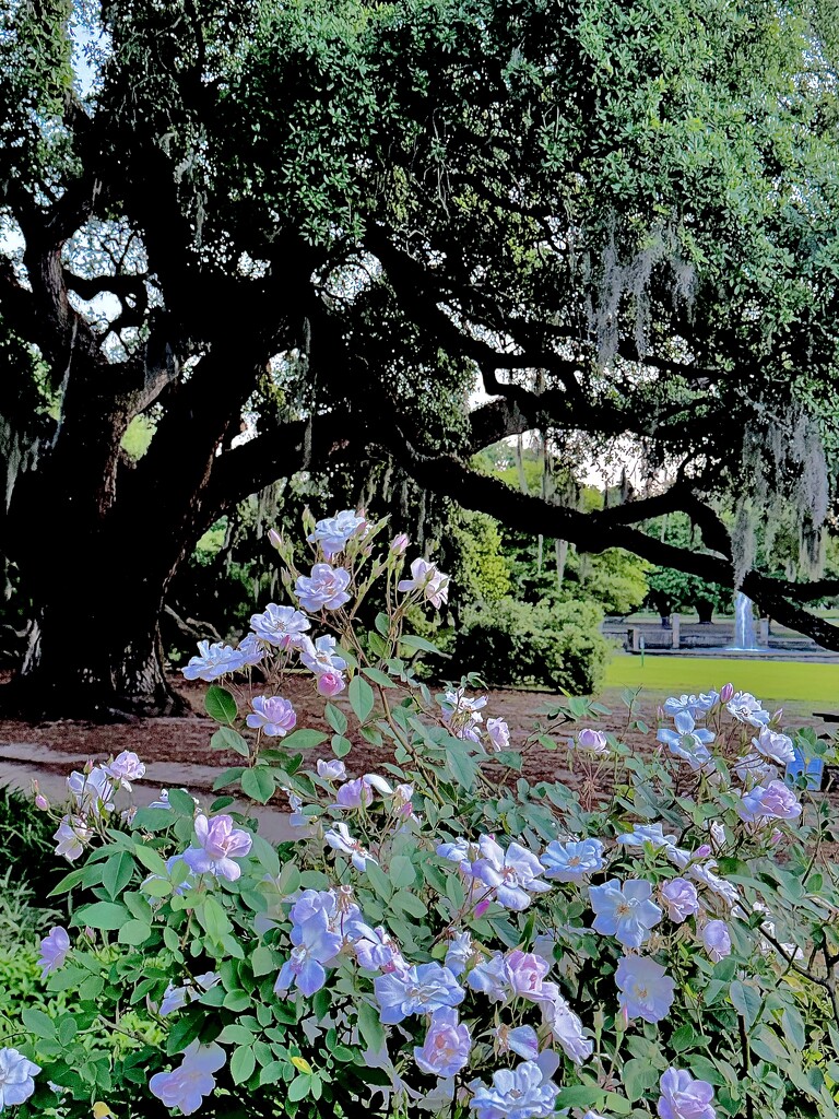 Ancient live oak and roses by congaree