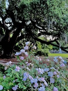 17th Apr 2024 - Ancient live oak and roses
