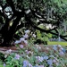 Ancient live oak and roses by congaree