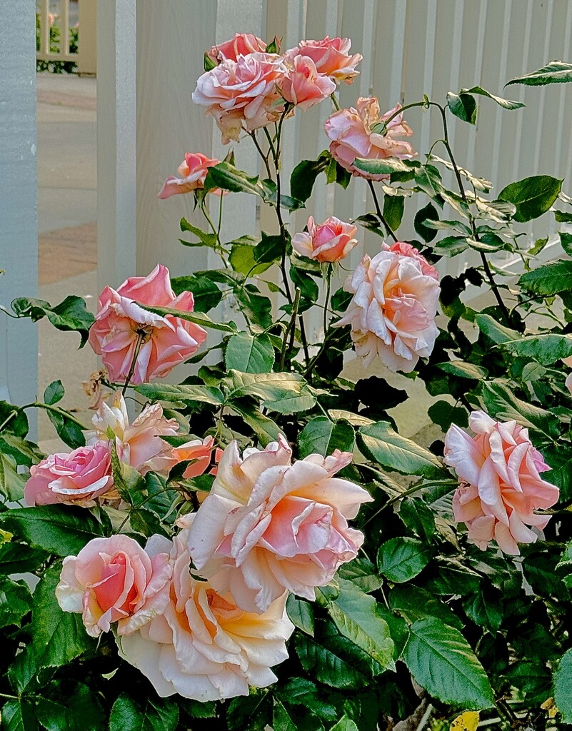 Apricot-colored roses by congaree