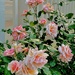 Apricot-colored roses by congaree