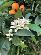 17th Apr 2024 - Orange Blossoms