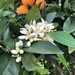 Orange Blossoms by loweygrace