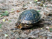 17th Apr 2024 - Box Turtle 