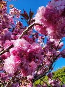 17th Apr 2024 - Favourite Spring Blossoms