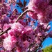 Favourite Spring Blossoms