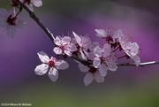 17th Apr 2024 - Plum Blossoms