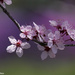 Plum Blossoms by falcon11