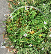 17th Apr 2024 - Little ecosystem by the driveway