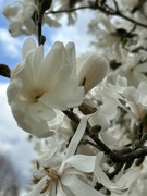 17th Apr 2024 - Magnolias in my neighborhood 