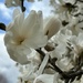 Magnolias in my neighborhood  by mltrotter