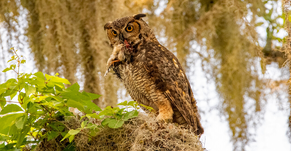 Great Horned Owl With Lunch! by rickster549