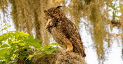 17th Apr 2024 - Great Horned Owl With Lunch!