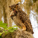 Great Horned Owl With Lunch!