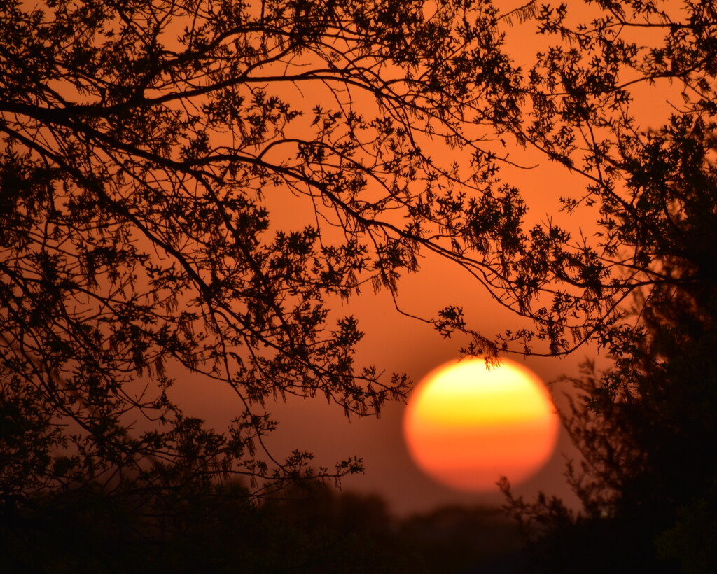 Marmalade Sunset by genealogygenie
