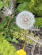 16th Apr 2024 - The Life Cycle of a Dandelion