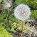 The Life Cycle of a Dandelion