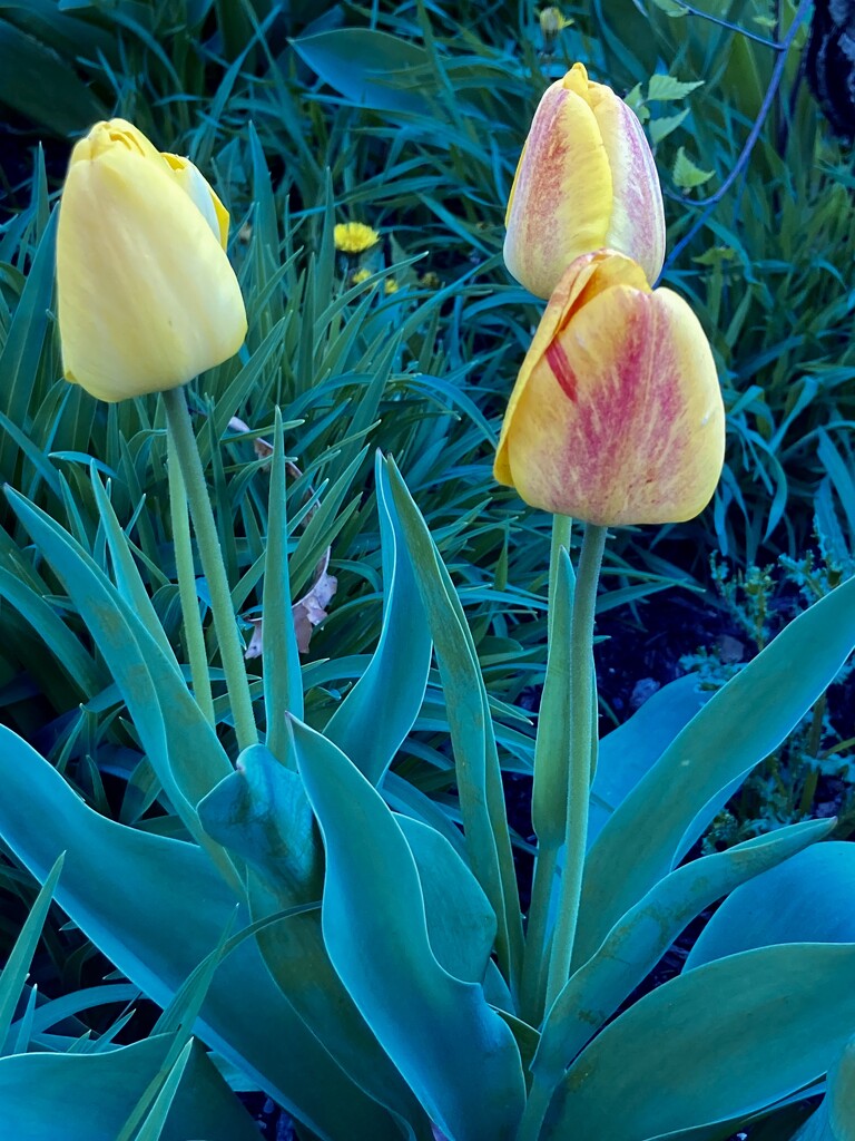 Tulips by jgcapizzi