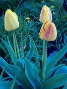 17th Apr 2024 - Tulips