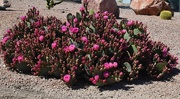 16th Apr 2024 - 4 16  Prickly pear cactus pink