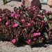 4 16  Prickly pear cactus pink by sandlily