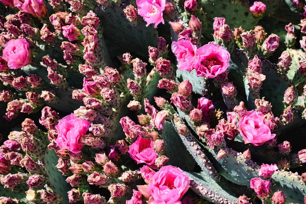 4 16 Closeer look at pink Prickly Pear flowers by sandlily