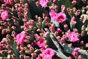 16th Apr 2024 - 4 16 Closeer look at pink Prickly Pear flowers