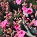 4 16 Closeer look at pink Prickly Pear flowers by sandlily