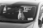 18th Apr 2024 - dogs in cars