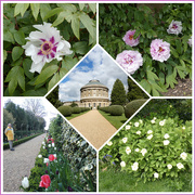 18th Apr 2024 - Ickworth Italianate Gardens