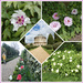Ickworth Italianate Gardens