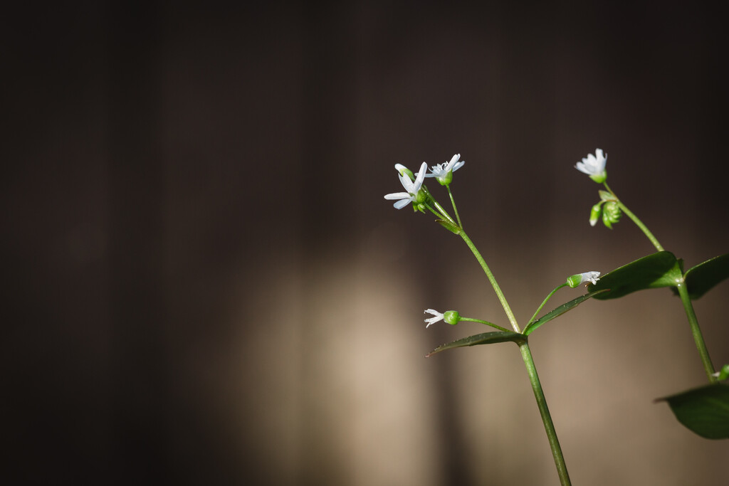 Pretty Weeds by tina_mac