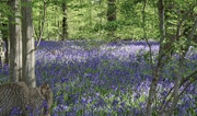 18th Apr 2024 - Carpet of bluebells