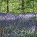 Carpet of bluebells by jeremyccc